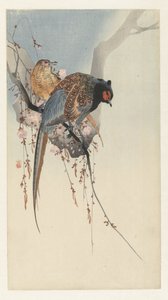Couple de faisans et fleurs de prunier - Ohara Koson
