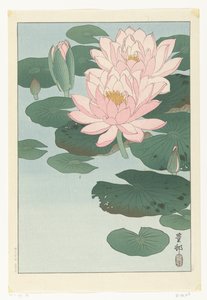 Nénuphar en fleur