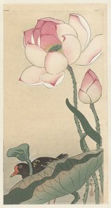 Gallinule avec fleurs de lotus