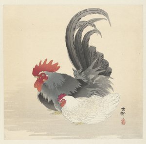 Poulet et coq