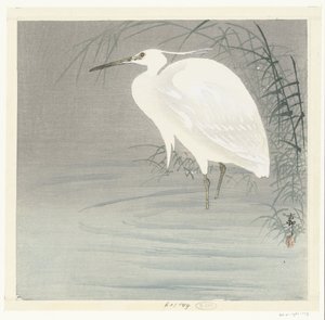 Aigrette garzette