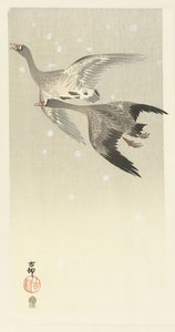 Oies cendrées volant dans la neige