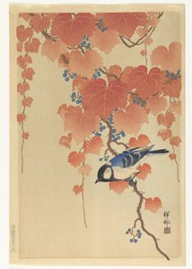 Mésange sur une branche de paulownia