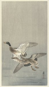 Couple de canards