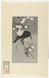 Corbeau et fleurs de cerisier