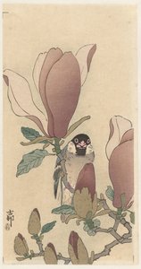 Moineau sur une branche de magnolia en fleurs