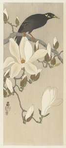 Mainate sur une branche de magnolia