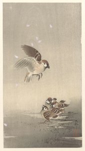 Moineau avec ses petits