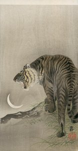 Tigre rugissant et croissant de lune