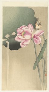 Oiseau chanteur et lotus