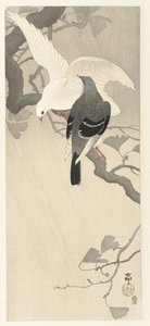 Deux pigeons sur une branche