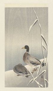Deux canards sur des roseaux enneigés