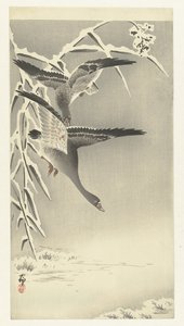 Deux oies des neiges dans un paysage enneigé