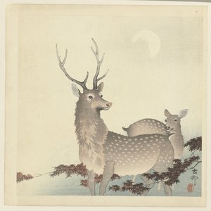 Deux cerfs