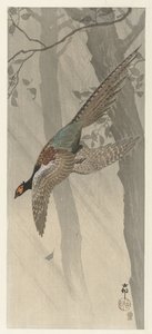 Faisan volant