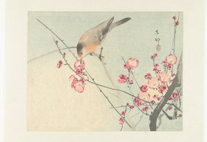 Oiseau chanteur sur une branche en fleurs - Ohara Koson