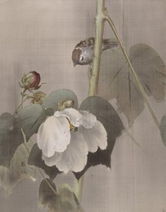 Hibiscus dans la pluie, vers 1891-92