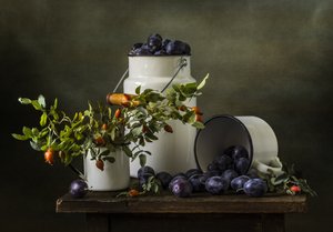 Récolte de prunes rustiques