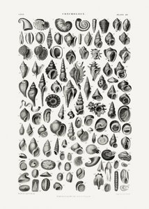 Sealife III - Oliver Goldsmith