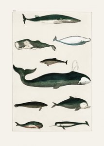 Affiche vintage représentant une baleine - Oliver Goldsmith
