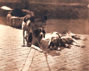 Chiens de chasse, vers 1853 (épreuve au sel)