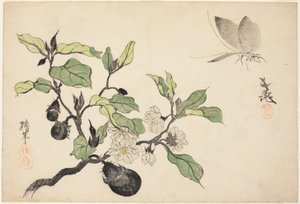 Aubergines avec fruits et fleurs