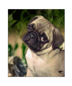 Un chiot carlin curieux - Osvaldo Russo