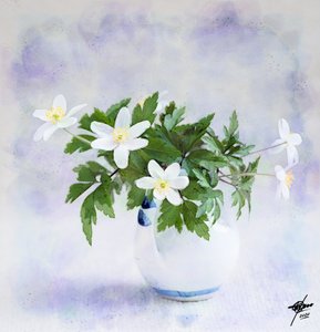 Délicates fleurs blanches printanières - Osvaldo Russo