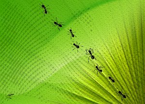 La piste des fourmis de Green Leaf - Osvaldo Russo