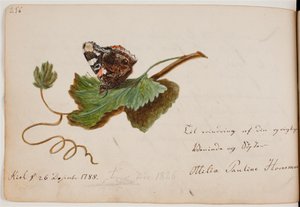 Papillon sur une feuille