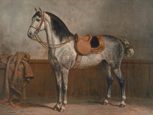 Lipizzan - Otto Eerelman