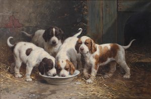 Chiots Saint Bernard buvant du lait