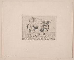 Un veau