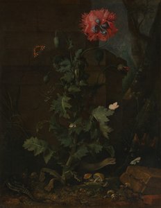 Nature morte avec coquelicot, insectes et reptiles, vers 1670