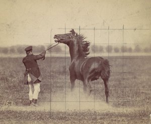 Cheval, 1884