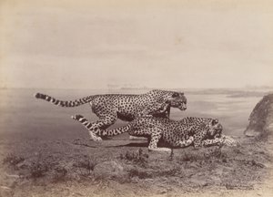 [Deux guépards], 1888