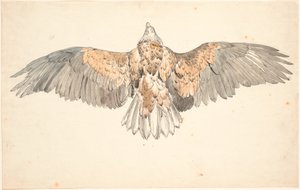 Un busard mort avec des ailes déployées
