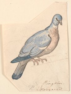 Un pigeon ramier - P.C. Skovgaard