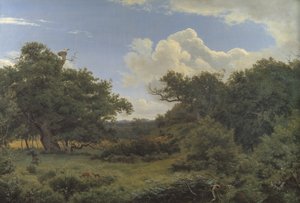Chênes dans la forêt de Nordskoven près de Jægerspris, Zélande