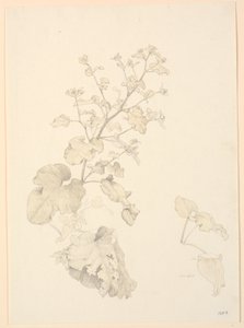 Plantes de rumex