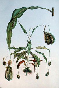 Nepenthes Hookeriana, planche botanique de 