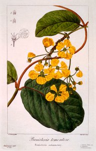 Banisteria : B. tormentosa, pub. 1836
