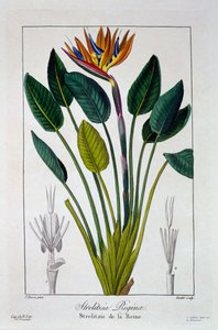 Oiseau de paradis ou fleur de grue