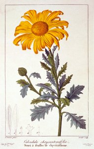 Calendula officinalis Souci, pub. 1836