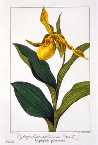 Cypripedium, pub. 1836 - Panacre Bessa