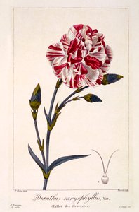 Dianthus caryophyllus, pub. 1836 - Panacre Bessa