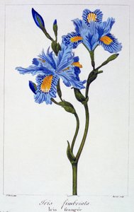 Iris frangé, pub. 1836 - Panacre Bessa