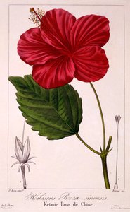 Hibiscus: H. rosa-sinensis, pub. 1836