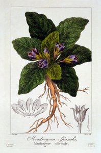 Mandragore: Mandragora officinarum, pub. 1836