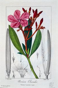 Nerium Oleander